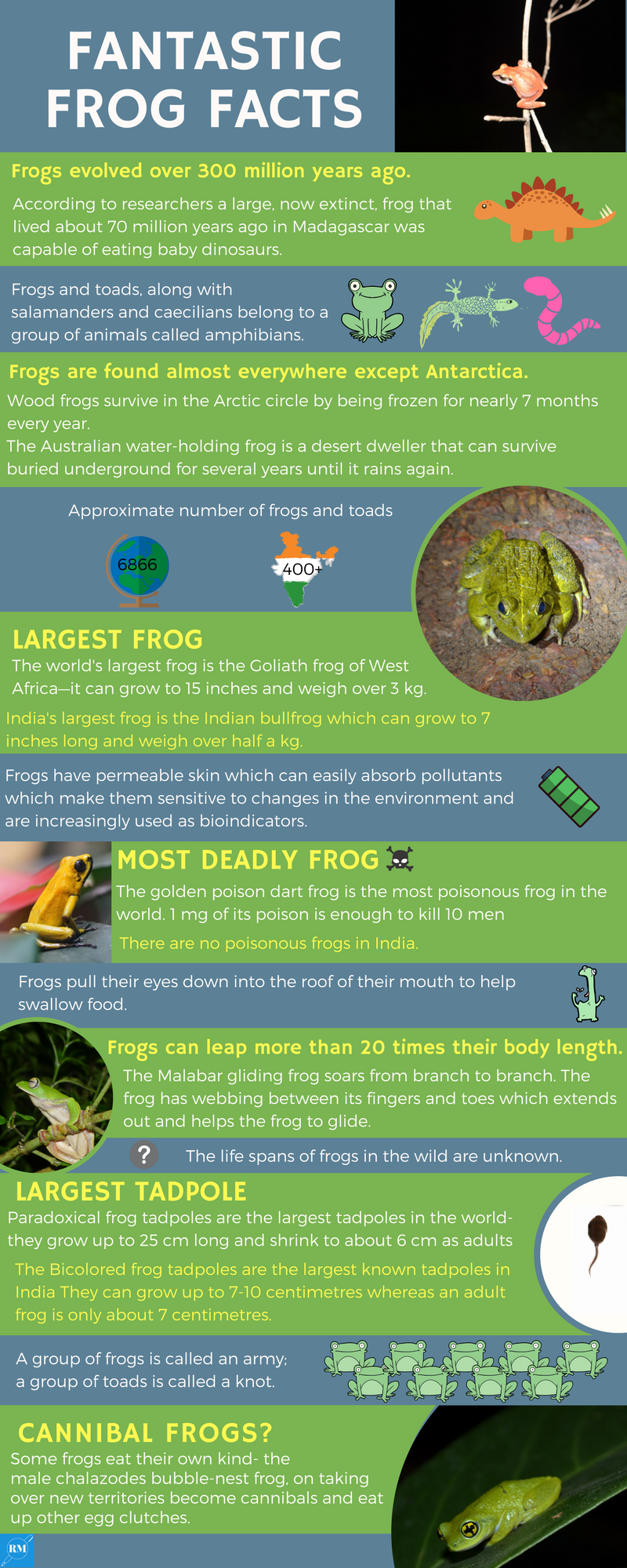 Fantastic Frog Facts